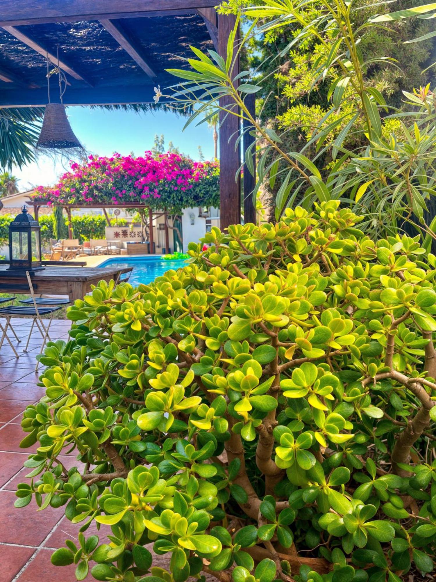 אסטפונה Villa Alfredo - Private Pool Next To The Beach מראה חיצוני תמונה